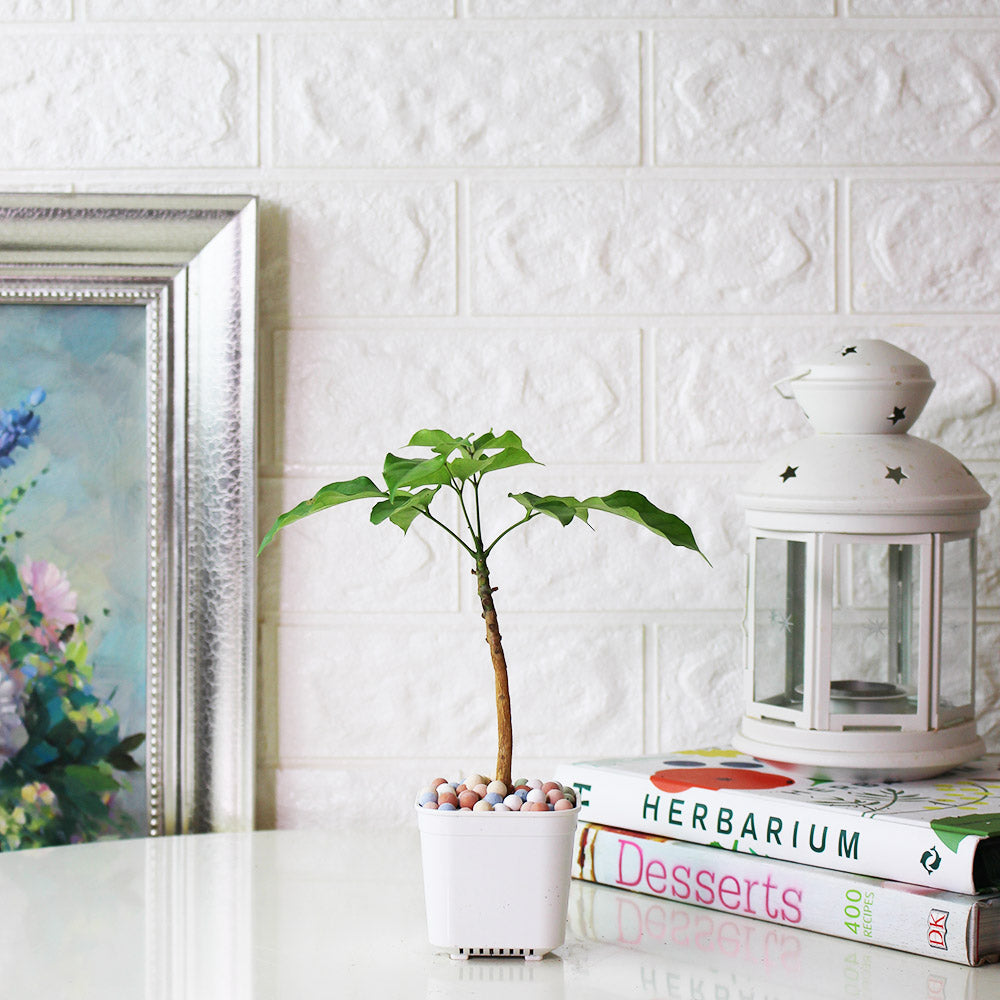 聚寶樹 | 旺旺樹 | 海南山菜豆 | 招財植物 | 會開花 | 室內植物