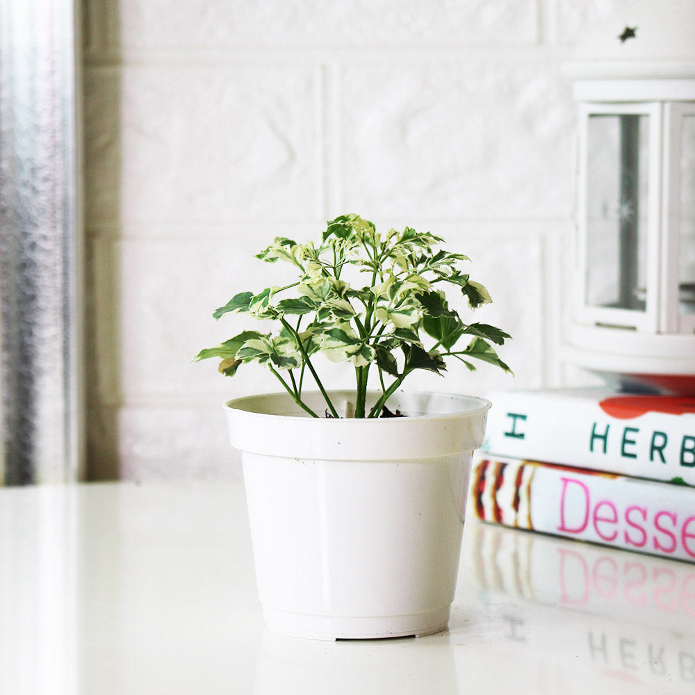 白雪福祿桐|招財植物 | 室內植物
