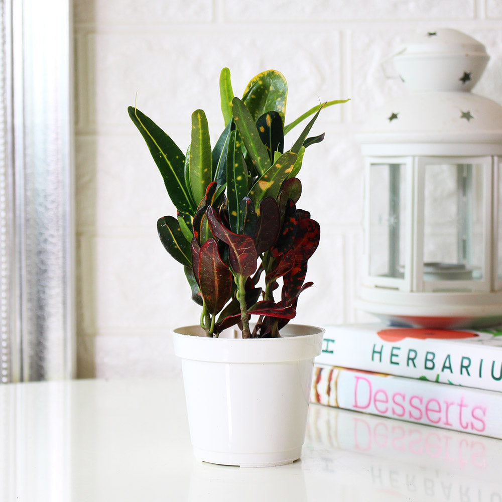 彩鑽變葉木|招財植物 | 室內植物