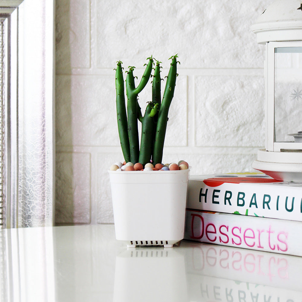 綠珊瑚盆栽 | 多肉植物 | 陽光植物