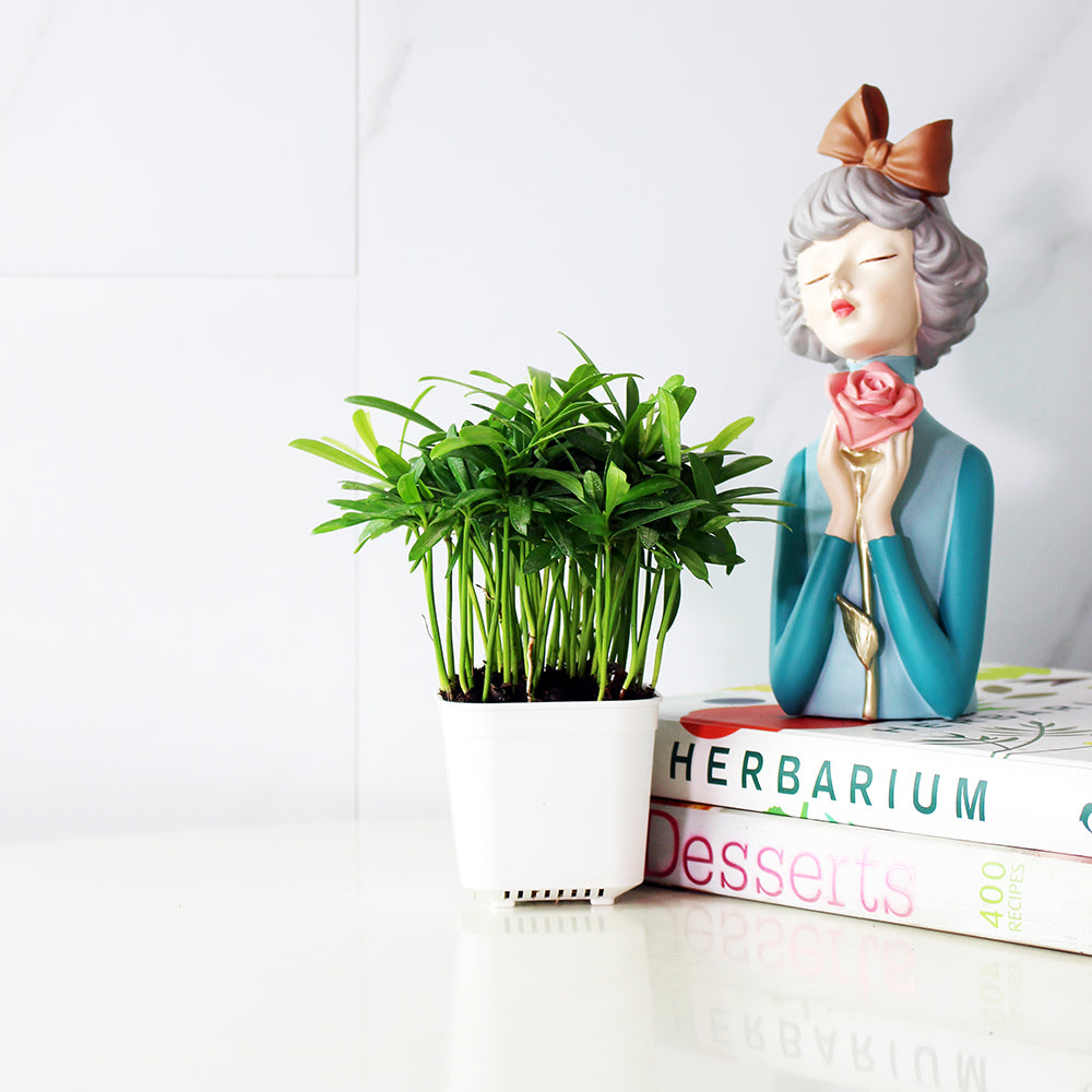 蘭嶼羅漢松 | 耐強風 | 台灣本土 | 種子植物 | 陽光植物