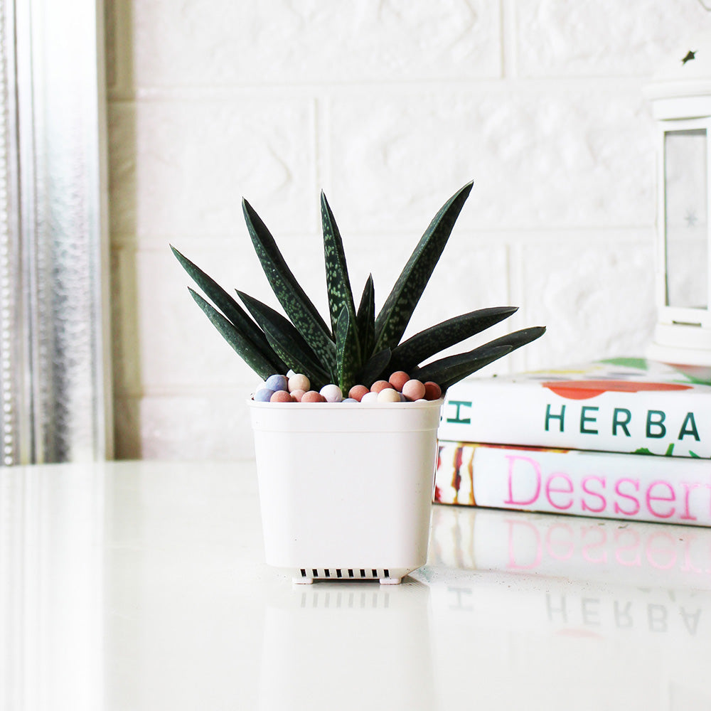 子寶盆栽 | 多肉植物 | 陽光植物