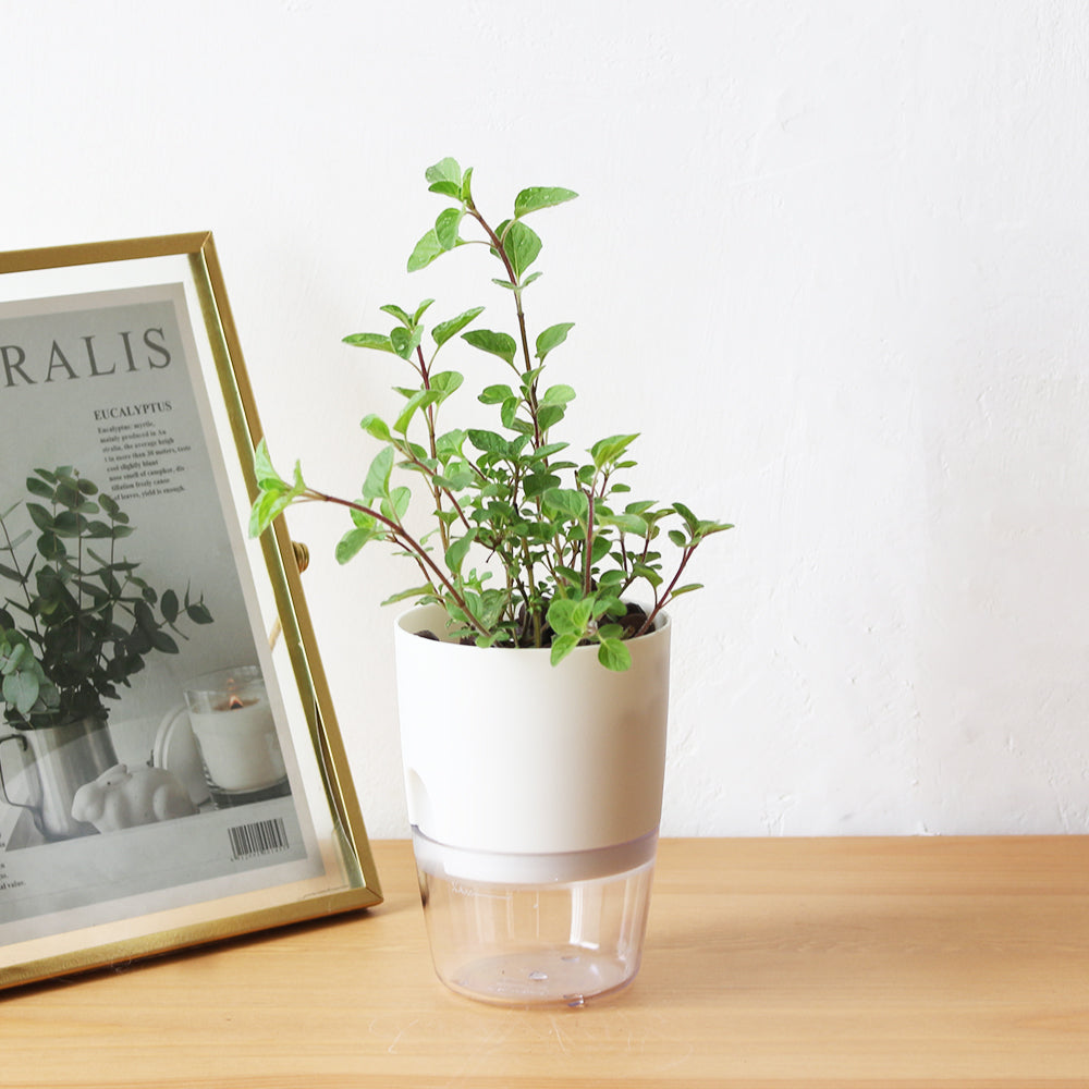 奧勒岡 | 水耕 | 歡樂的香草 | 搭配牛肉與番茄 | 陽光植物