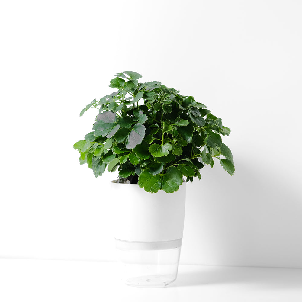 福祿桐|綠葉福祿桐|招財植物 | 水耕 | 無土栽培 | 芹葉品種 | 室內植物