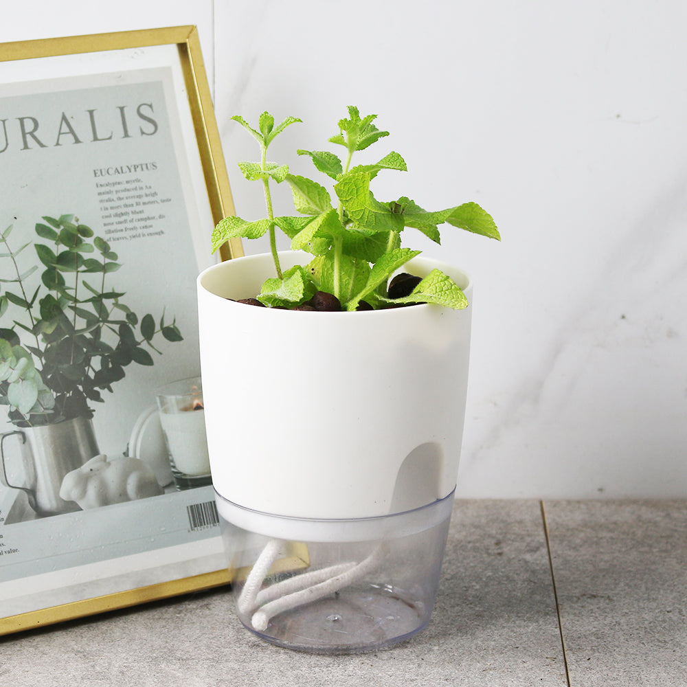 蘋果薄荷 | 水耕  | 青蘋果的香氣 | 泡茶 | 飲料 | 無土栽培 | 陽光植物