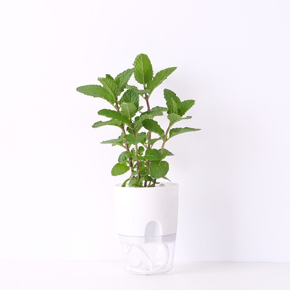 綠薄荷 | 水耕 | 最受歡迎的薄荷 | 泡茶 | 薄荷醬 | 甜點 | 無土栽培 | 陽光植物