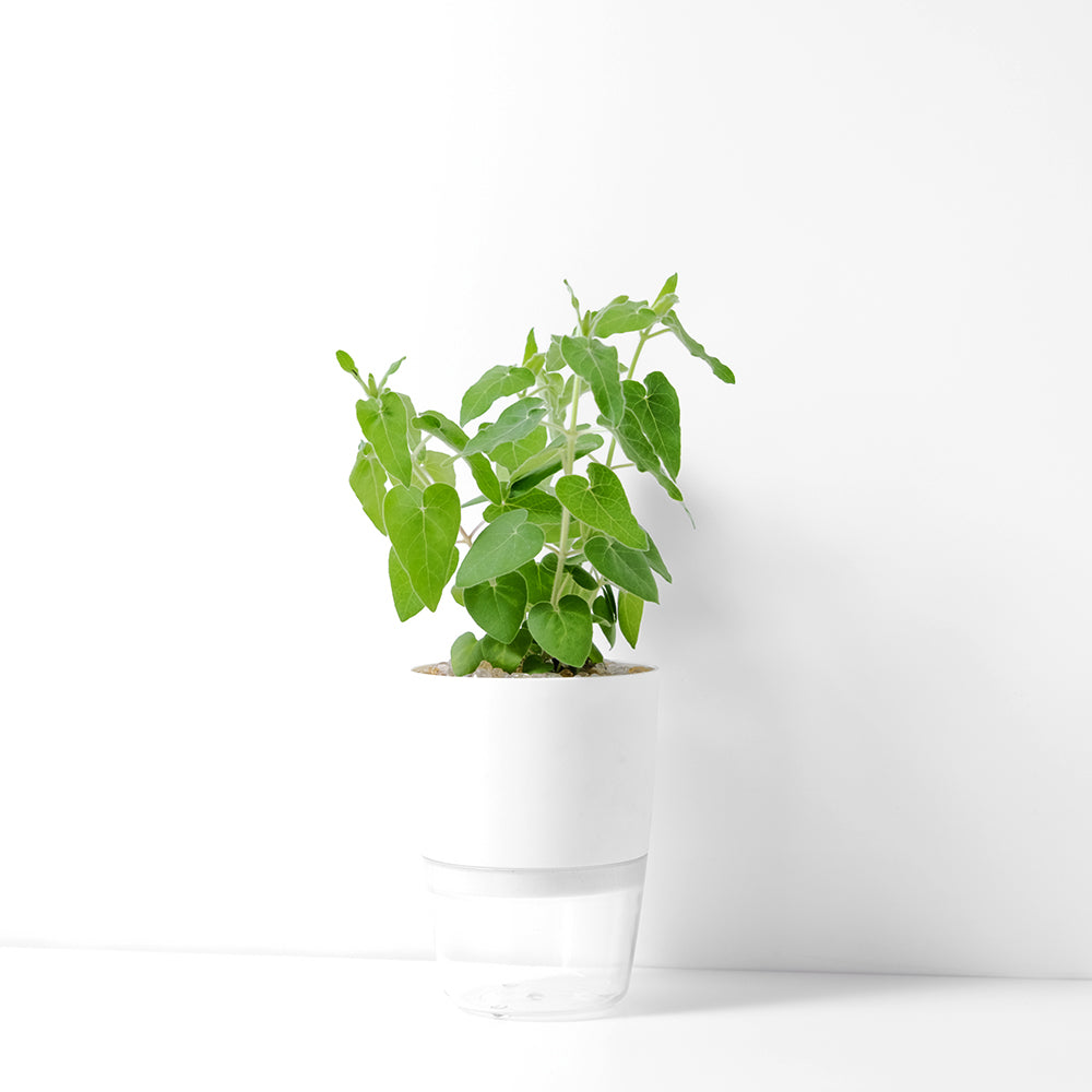 法絨花 | 水耕 | 法蘭絨花 | 切花的夢幻花材 | 尚未開花| 無土栽培 | 陽光植物