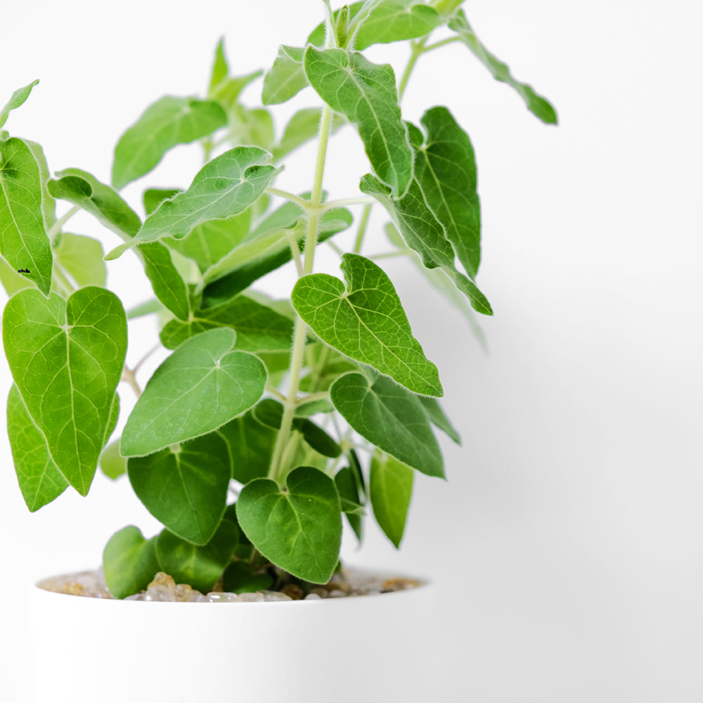 法絨花 | 水耕 | 法蘭絨花 | 切花的夢幻花材 | 尚未開花| 無土栽培 | 陽光植物