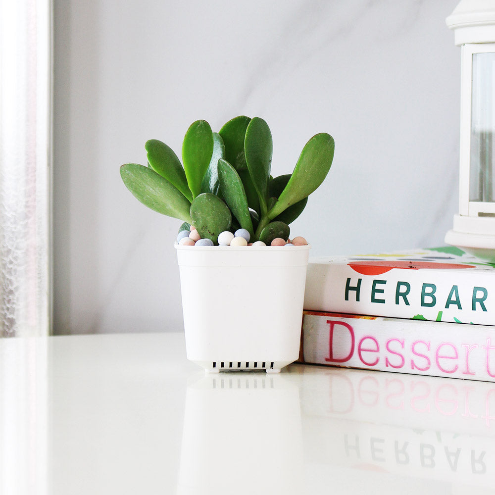 玉樹|發財樹|招財、聚財的象徵 | 室內植物