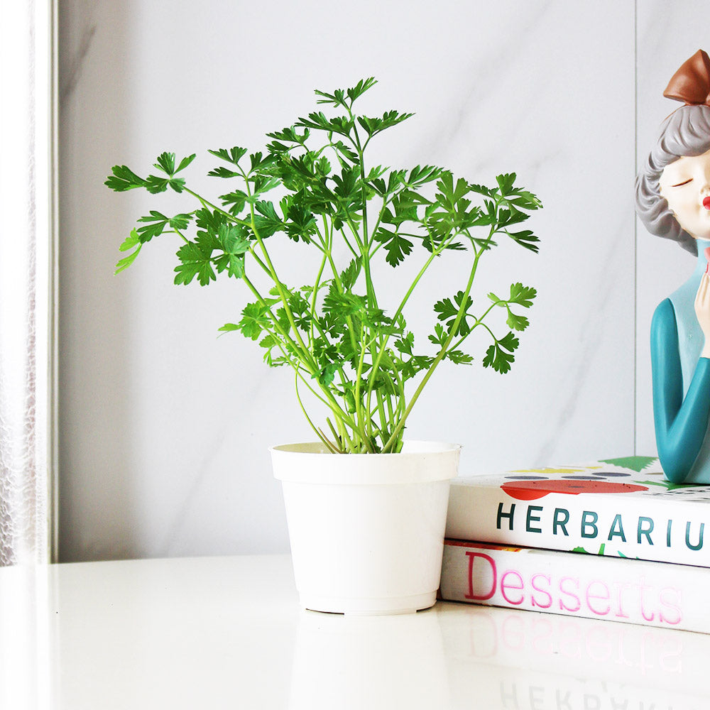 義大利歐芹 | 義大利麵的絕配 | 平葉歐芹 | 擺盤、調味都可以 | 陽光植物