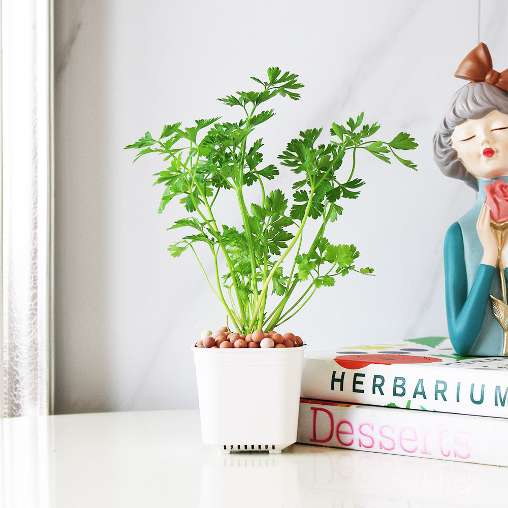 義大利歐芹 | 義大利麵的絕配 | 平葉歐芹 | 擺盤、調味都可以 | 陽光植物