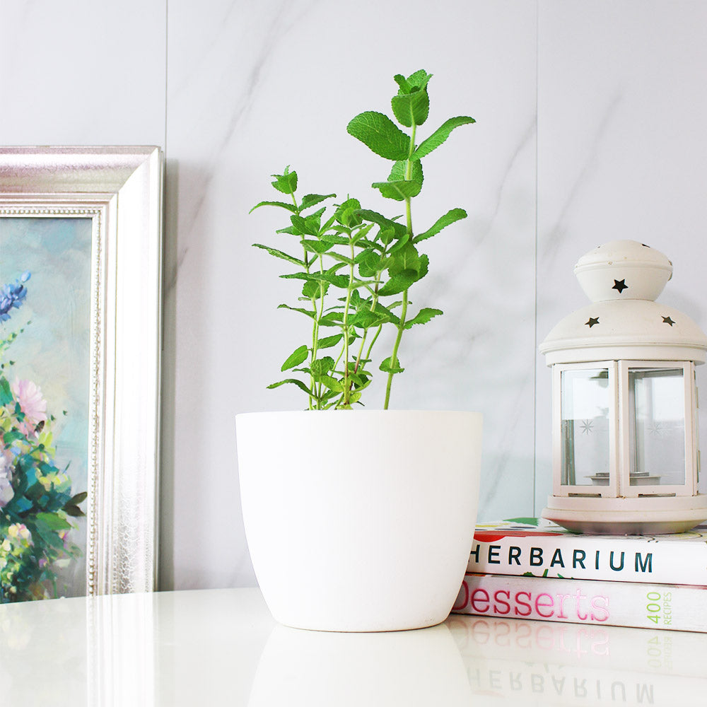 蘋果薄荷 | 青蘋果的香氣 | 泡茶 | 飲料 | 土耕 | 陽光植物