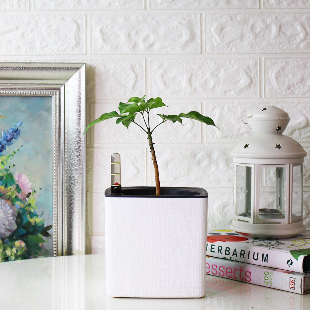 聚寶樹 | 旺旺樹 | 海南山菜豆 | 招財植物 | 會開花 | 室內植物