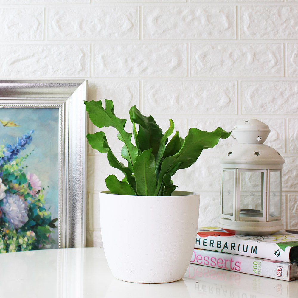 山蘇蕨類 | 空氣淨化、台灣原生植物 | 森林有塊田