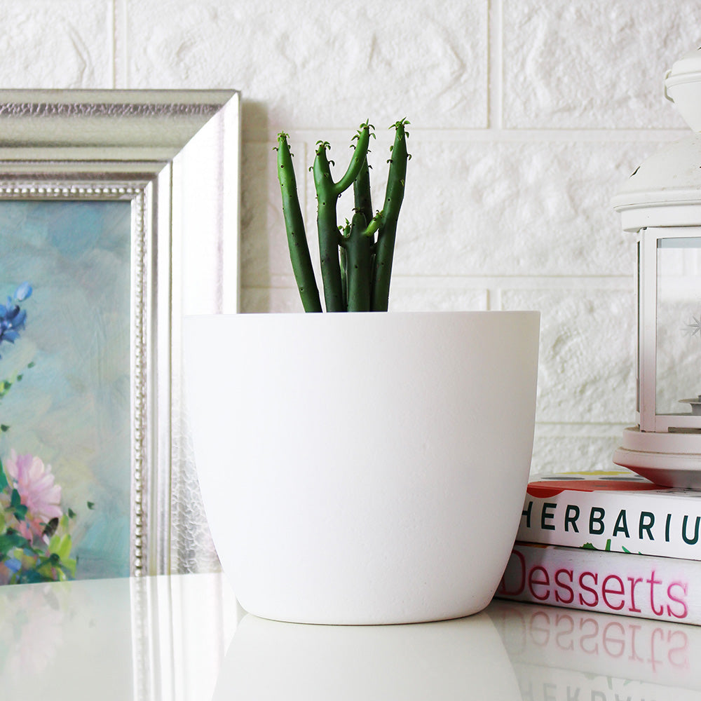 綠珊瑚盆栽 | 多肉植物 | 陽光植物