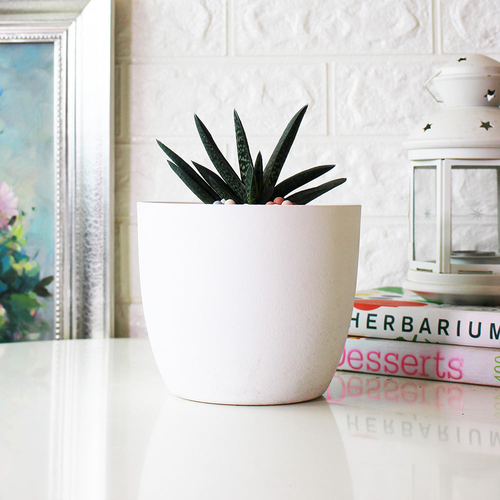 子寶盆栽 | 多肉植物 | 陽光植物