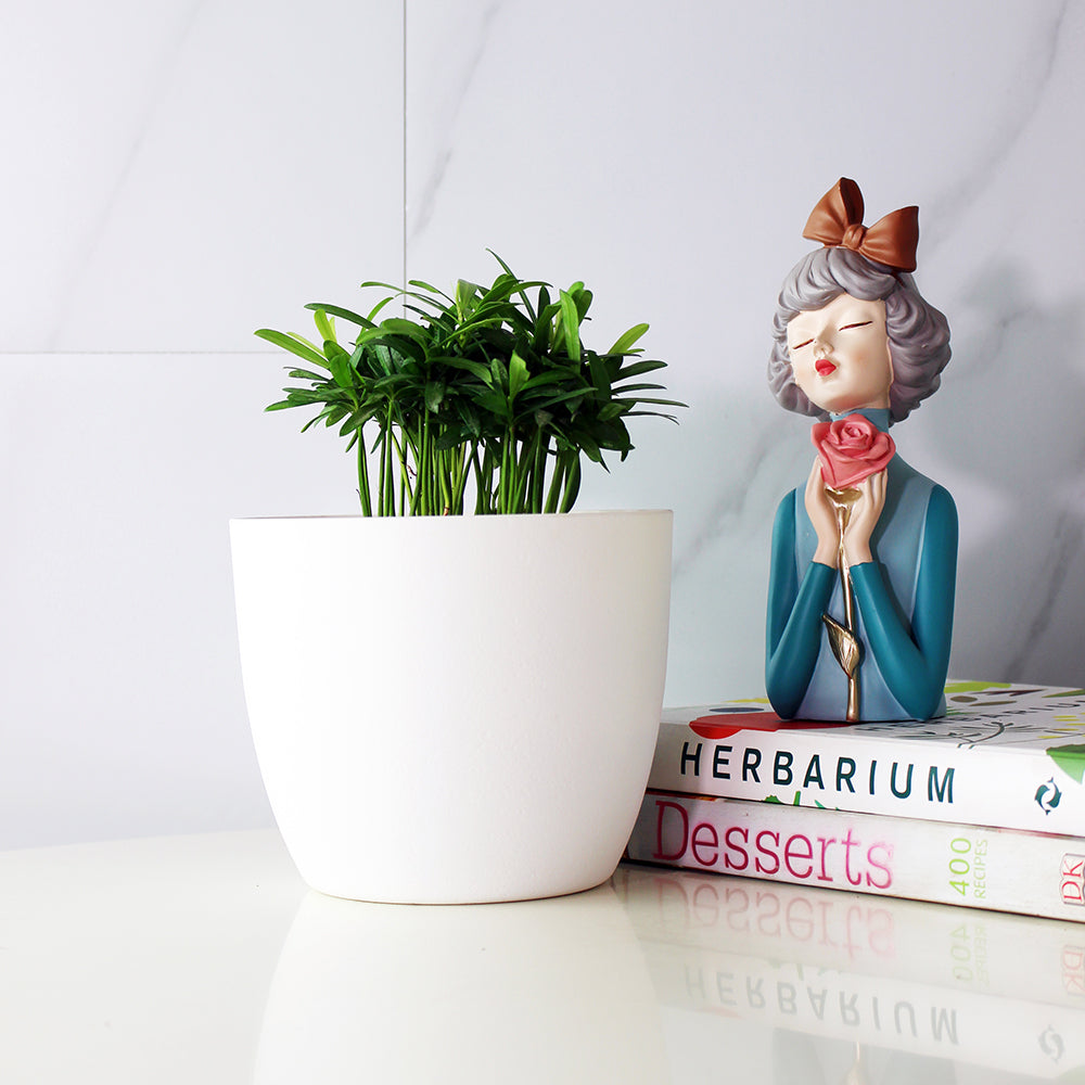 蘭嶼羅漢松 | 耐強風 | 台灣本土 | 種子植物 | 陽光植物