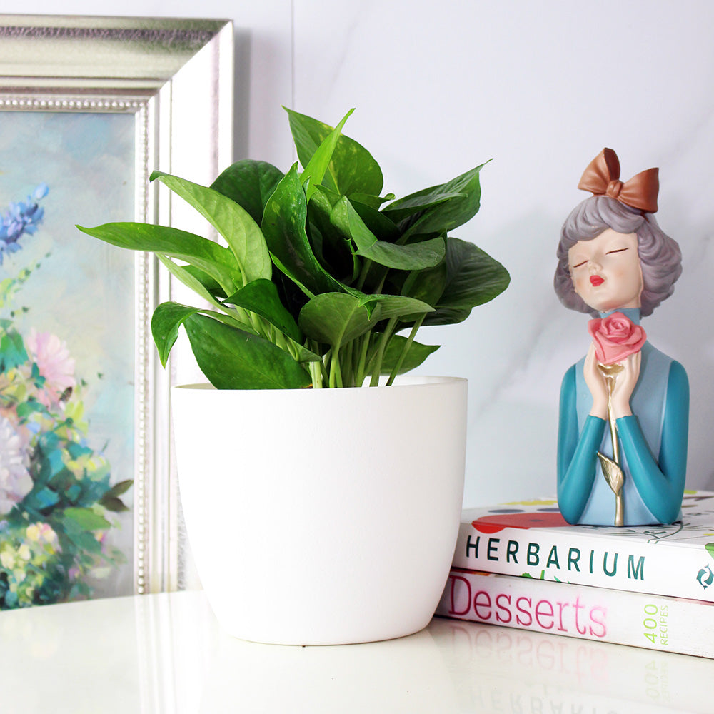 黃金葛盆栽 | 綠蘿 | 水耕|無土栽培 | 廁所OK | 室內植物