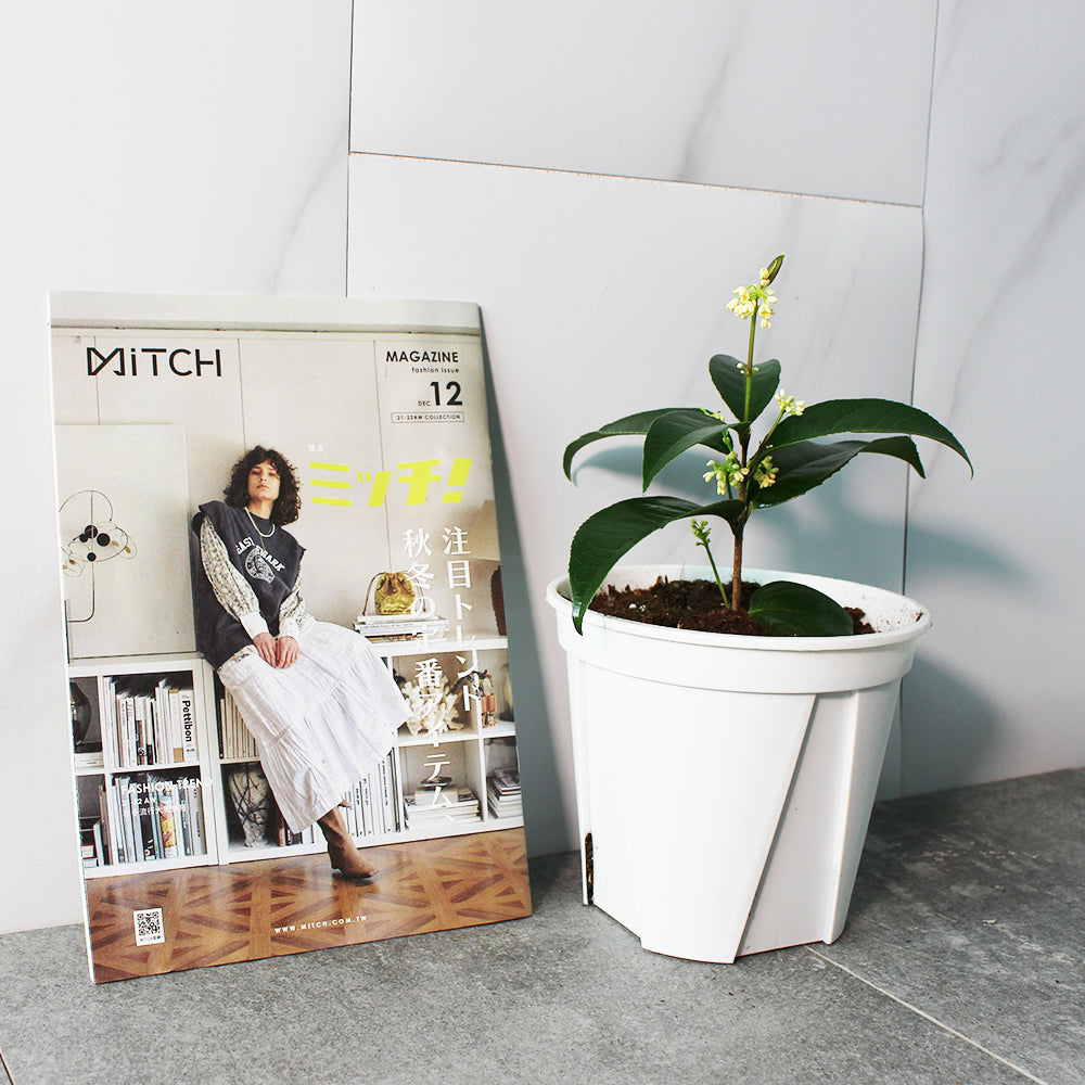 日本香水桂花 | 全年陸續開花| 冬天開花量最大 | 香水原料之一 | 食用花 | 陽光植物