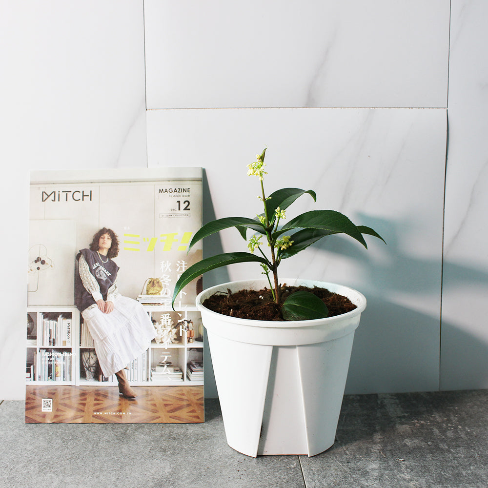 日本香水桂花 | 全年陸續開花| 冬天開花量最大 | 香水原料之一 | 食用花 | 陽光植物