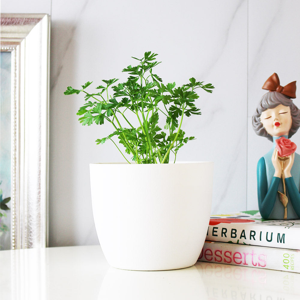 義大利歐芹 | 義大利麵的絕配 | 平葉歐芹 | 擺盤、調味都可以 | 陽光植物