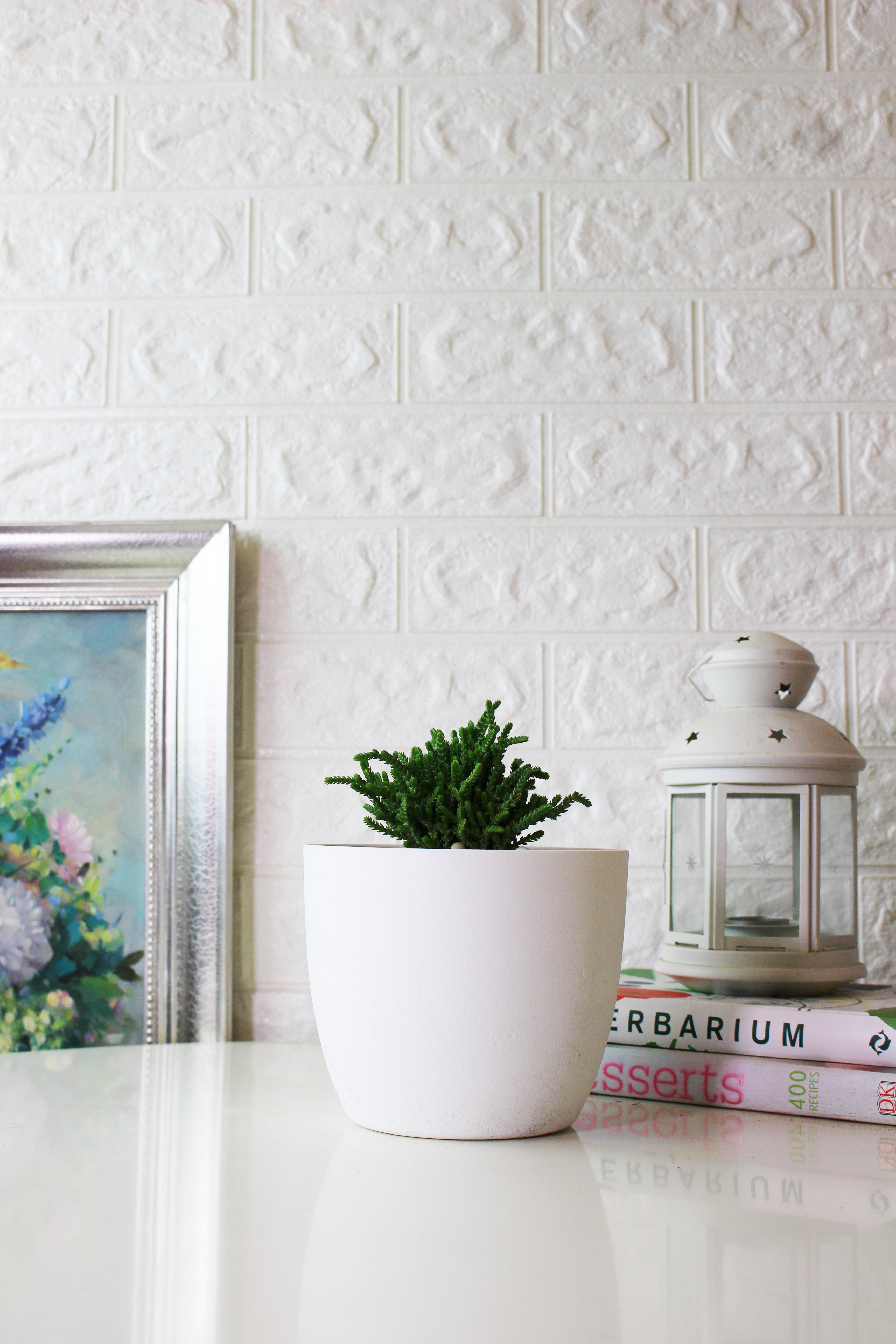 美杜莎盆栽|多肉植物 | 陽光植物