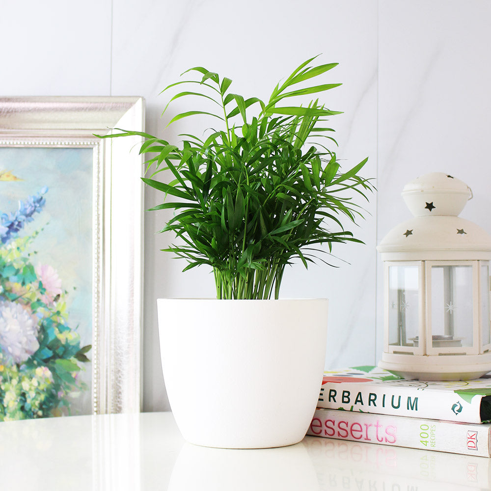 袖珍椰子盆栽 | 淨化空氣優等生 | 兒童、 寵物安全 | 小型棕櫚|室內植物 | 小品盆栽