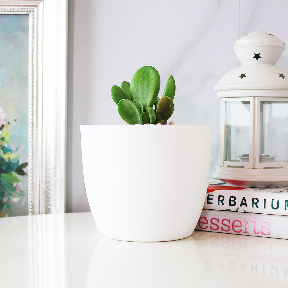 史迪奇多肉盆栽(附彩色陶粒)