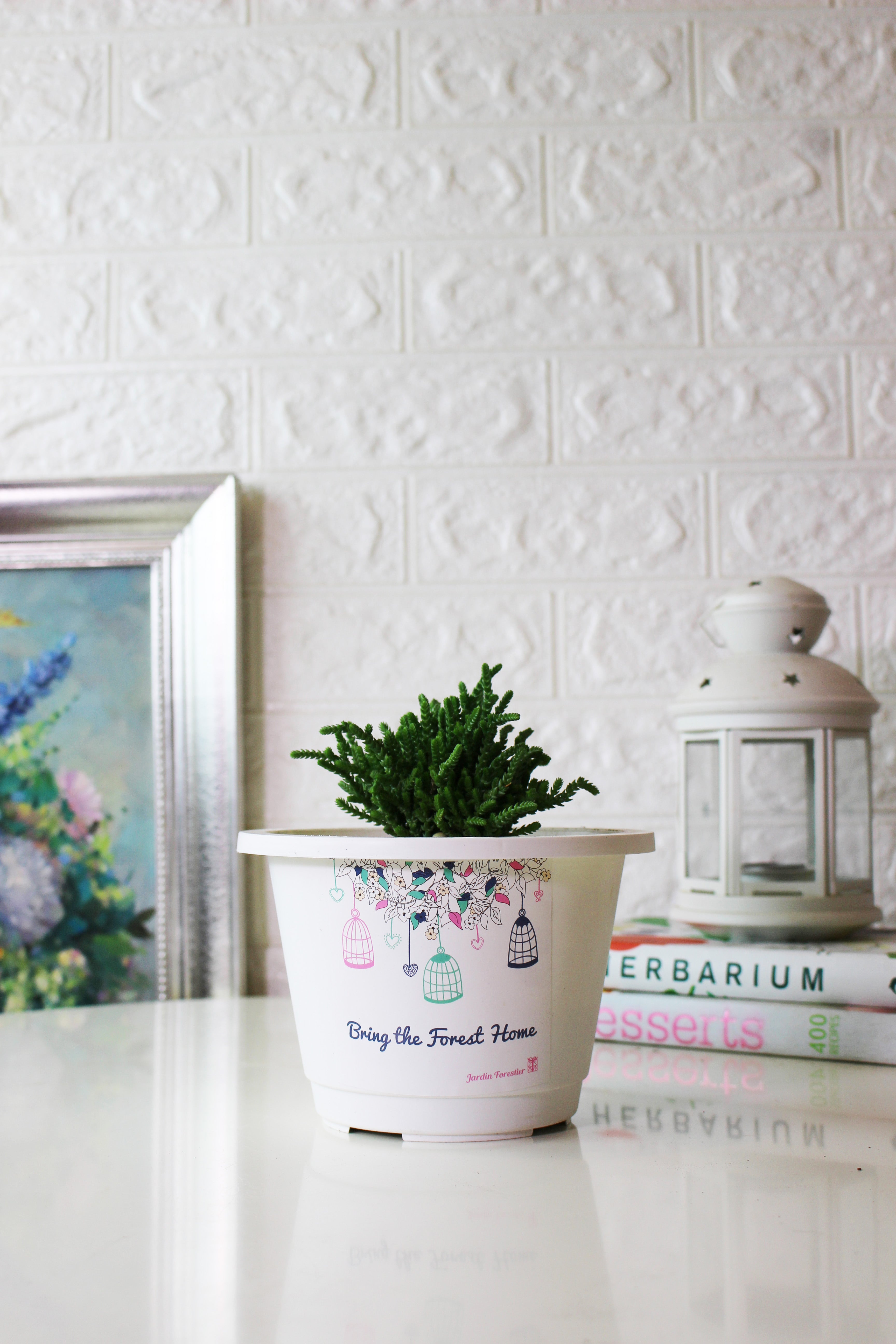 美杜莎盆栽|多肉植物 | 陽光植物