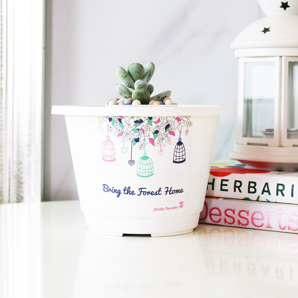 手指餅乾 | 拇指的葉片| 模樣討喜 | 多肉植物 | 陽光植物