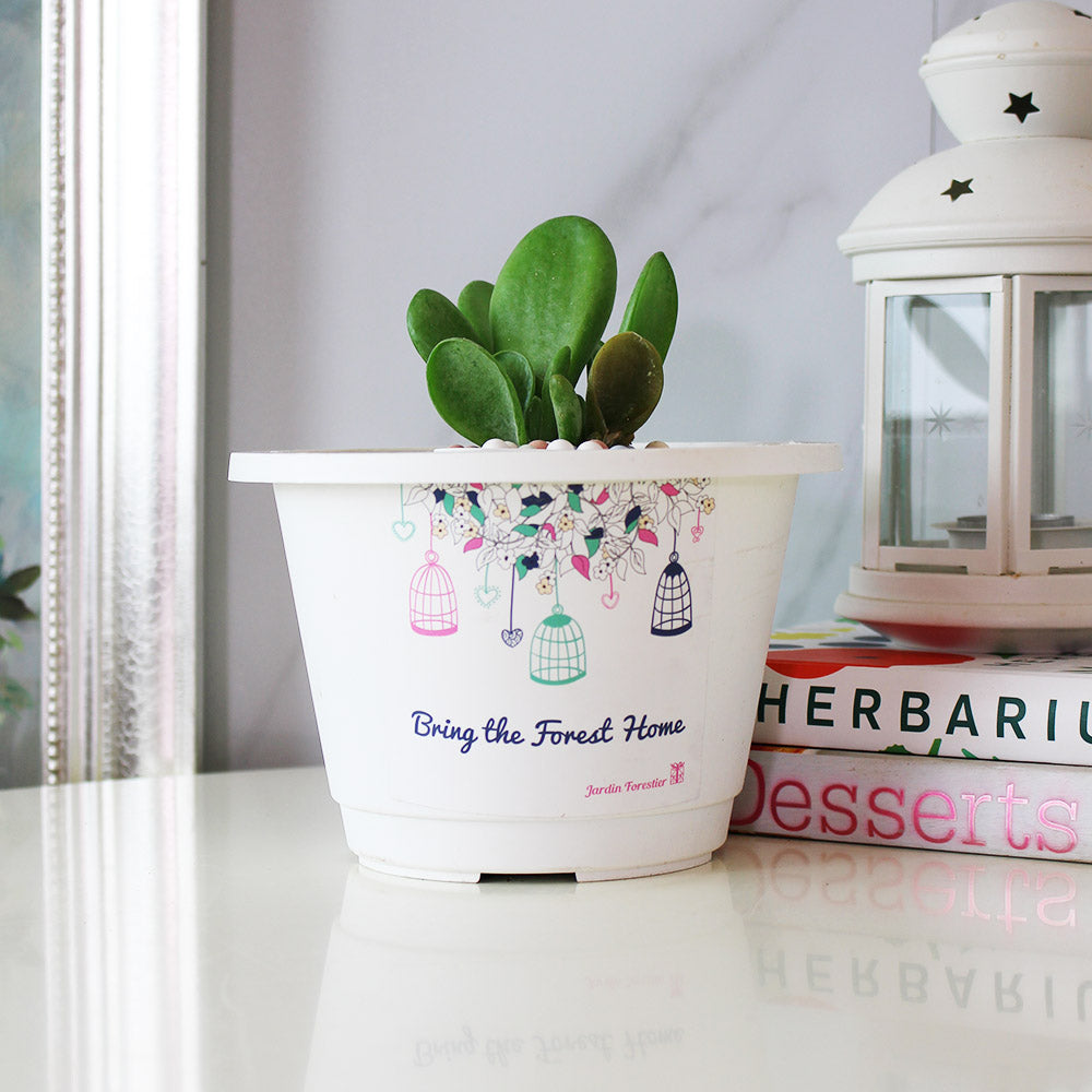 史迪奇多肉盆栽(附彩色陶粒)