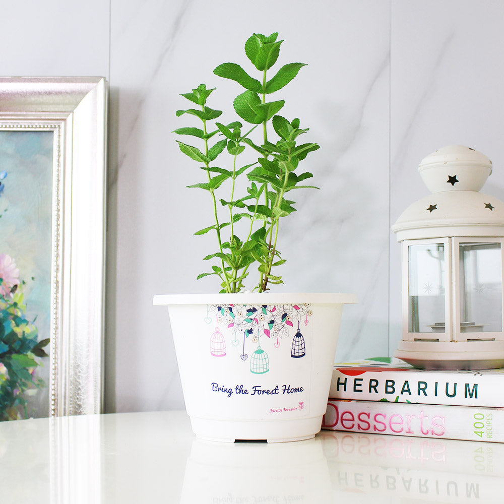 蘋果薄荷 | 青蘋果的香氣 | 泡茶 | 飲料 | 土耕 | 陽光植物