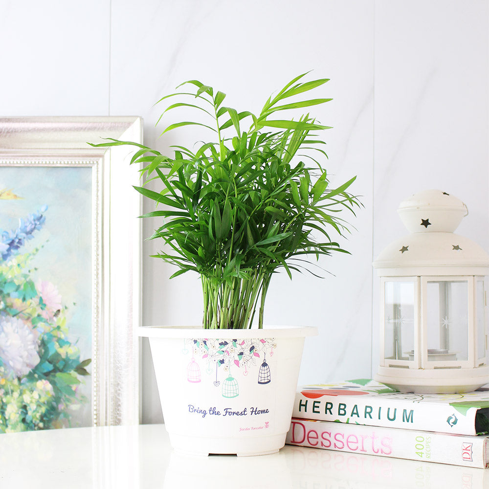 袖珍椰子盆栽 | 淨化空氣優等生 | 兒童、 寵物安全 | 小型棕櫚|室內植物 | 小品盆栽