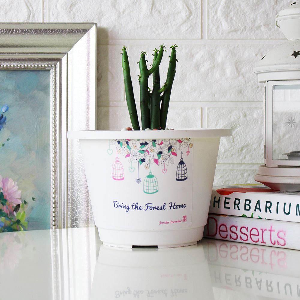 綠珊瑚盆栽 | 多肉植物 | 陽光植物