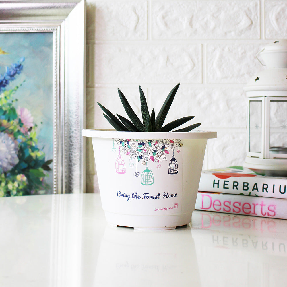 子寶盆栽 | 多肉植物 | 陽光植物