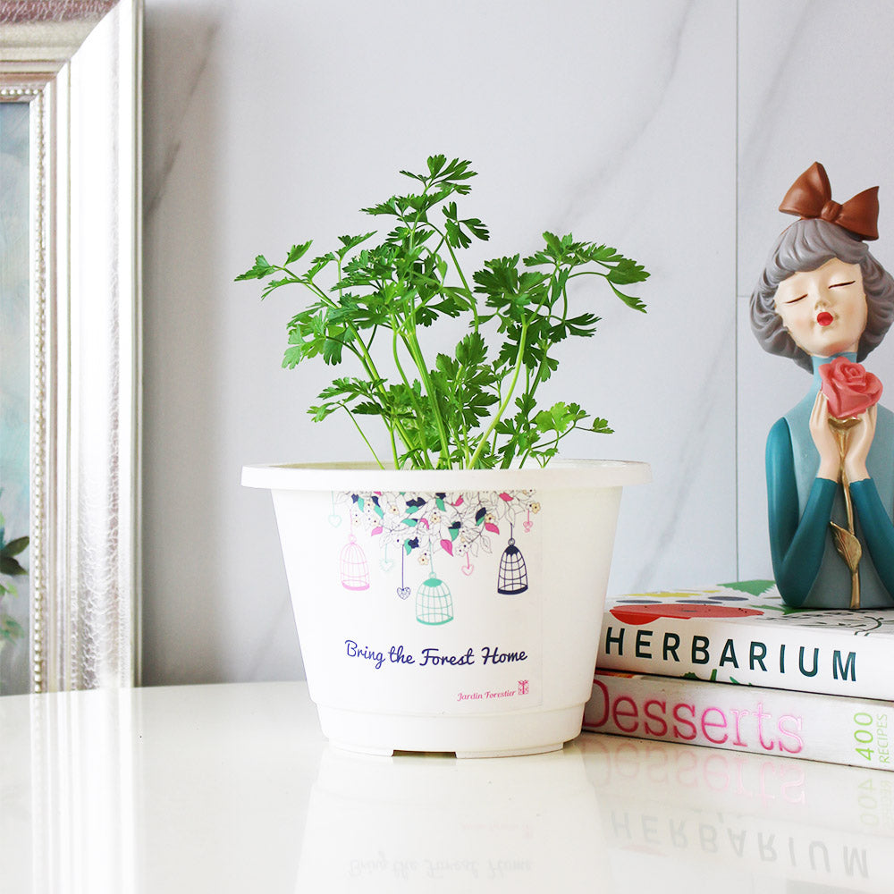 義大利歐芹 | 義大利麵的絕配 | 平葉歐芹 | 擺盤、調味都可以 | 陽光植物