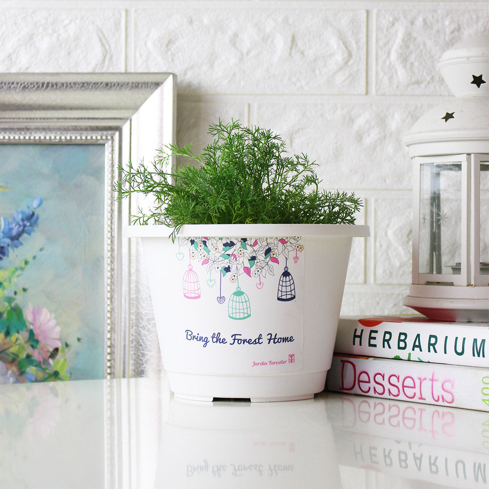 羅馬洋甘菊 | 大部分的寵物都可以食用 | 平撫情緒 | 葉片有香氣可以泡茶 | 陽光植物