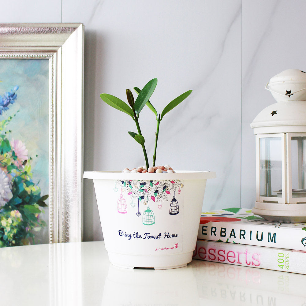 瓊崖海棠盆栽|台灣本土 | 陽光植物