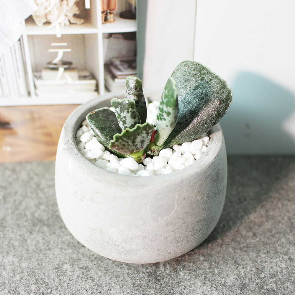 妙蛙種子多肉 | 天錦章 | 陽光植物