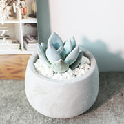 朝之霜 | 月美人 | 藍灰色的葉片 | 低溫會變色 | 陽光植物