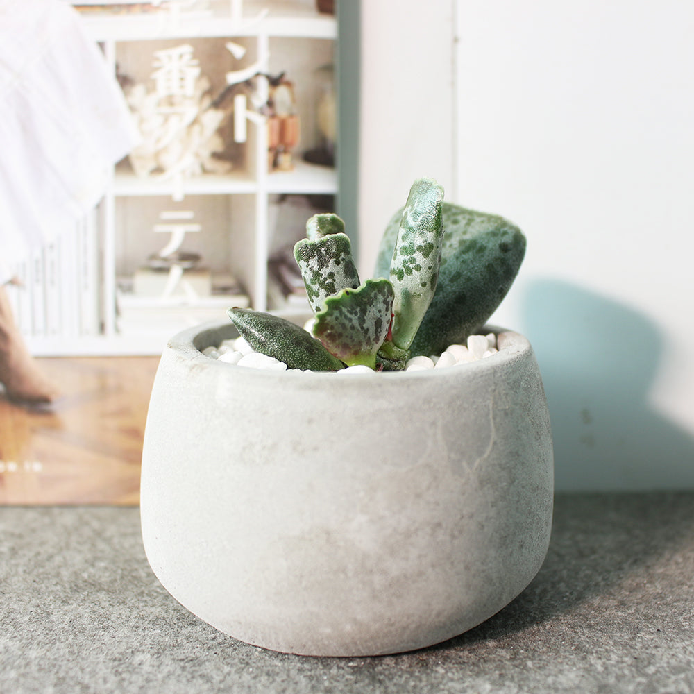 妙蛙種子多肉 | 天錦章 | 陽光植物