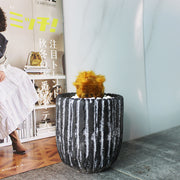 金狗毛蕨 | 蕨類植物 | 觸感像黃金獵犬 | 台灣特有種 | 室內植物