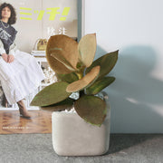 銅勺多肉 | 肉桂熊 | 青銅色的葉片 | 不用花心思整理 | 陽光植物