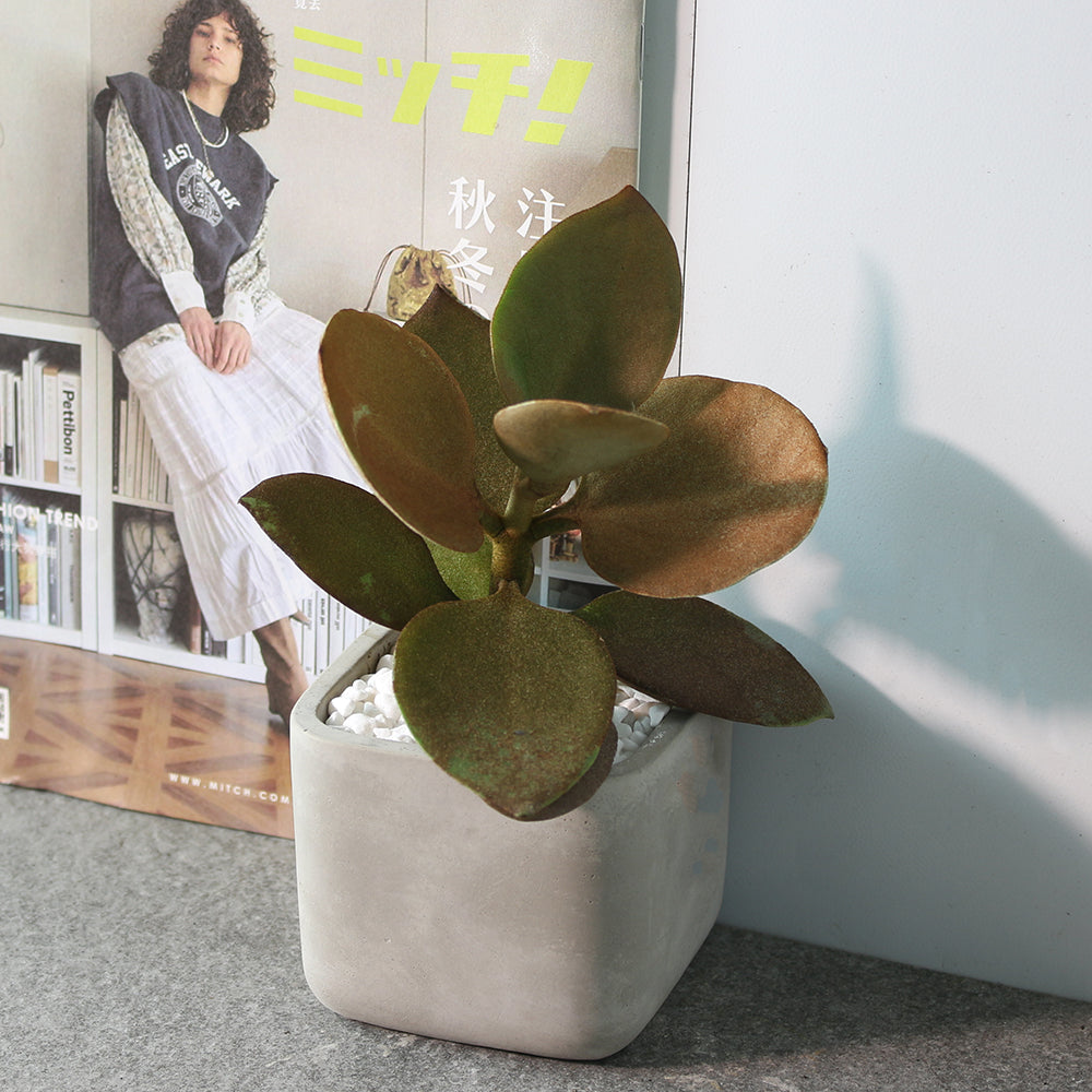 銅勺多肉 | 肉桂熊 | 青銅色的葉片 | 不用花心思整理 | 陽光植物