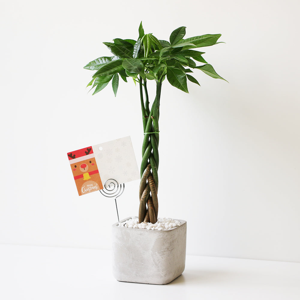 馬拉巴栗盆栽 | 招財化煞,新手入門首選 | 森林有塊田