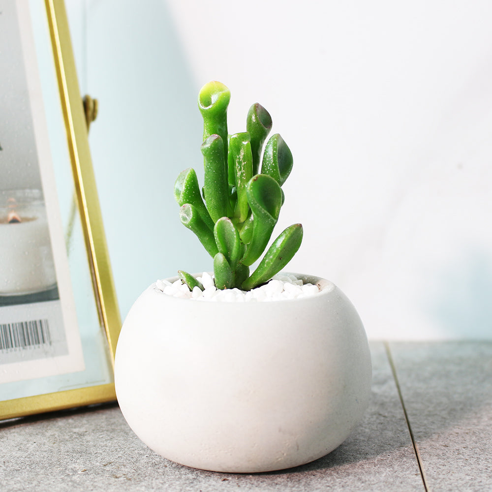 史瑞克多肉 | 史瑞克的耳朵 | 陽光植物