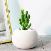 史瑞克多肉 | 史瑞克的耳朵 | 陽光植物