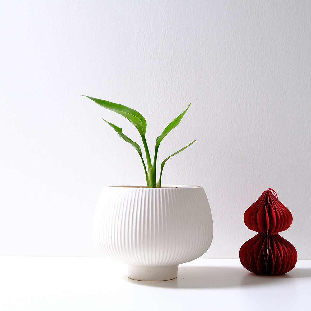 白花天堂鳥 | 步步高升、官運亨通 | 白鳥蕉 | 琉璃鳥蕉 | 室內外皆可