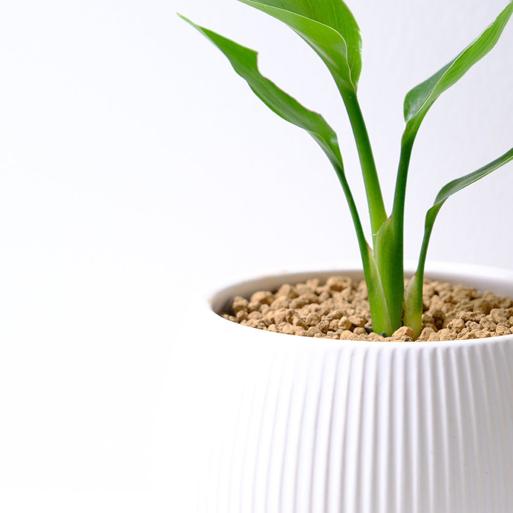 白花天堂鳥 | 步步高升、官運亨通 | 白鳥蕉 | 琉璃鳥蕉 | 室內外皆可