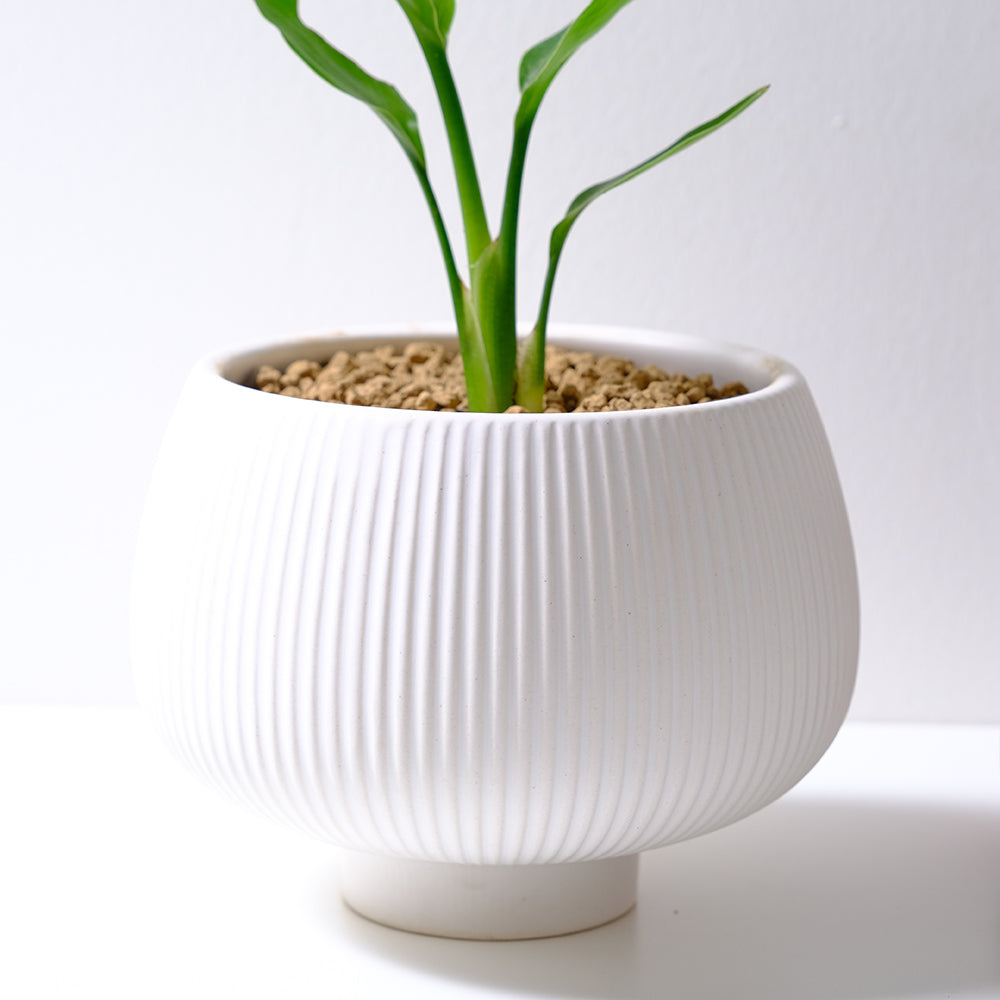 白花天堂鳥 | 步步高升、官運亨通 | 白鳥蕉 | 琉璃鳥蕉 | 室內外皆可